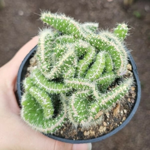 Austrocylindropuntia Subulata Cristata