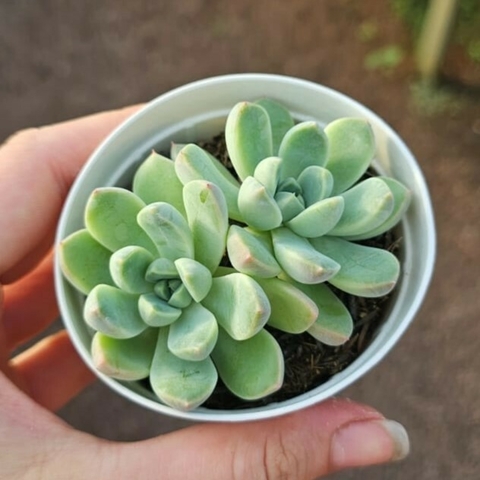 Echeveria Iceberg