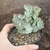 Euphorbia Lactea Cristata