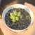 Adromischus Marianiae var. Herrei