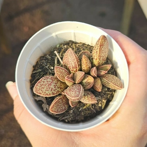 Adromischus Marianiae var. Clanwillian