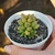 Adromischus Marianiae var. Tanqua