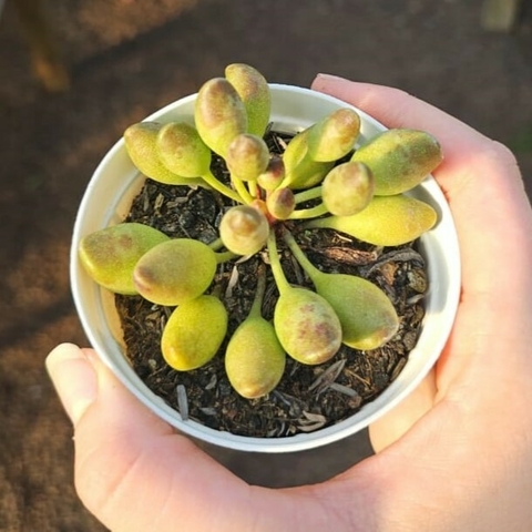 Adromischus Indian Clubs