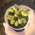 Adromischus Indian Clubs