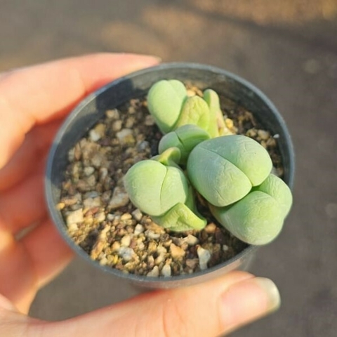 Gibbaeum Keathii