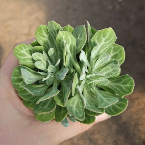 Senecio Obovantus