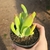 Kalanchoe Oricula