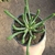 Euphorbia Inermis