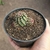 Echinocereus Viridiflorus