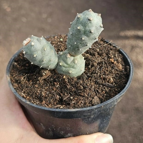 Tephrocactus Articulatus Variação