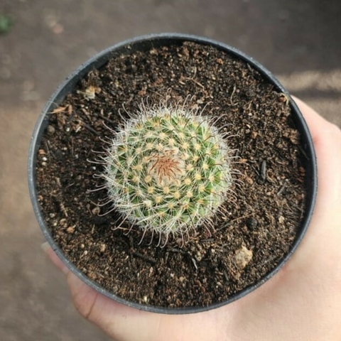 Parodia Sanguiniflora