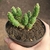Cumulopuntia Boliviana
