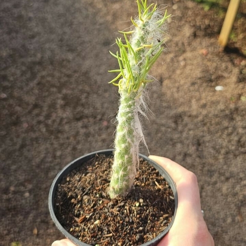 Austrocylindropuntia Vestita