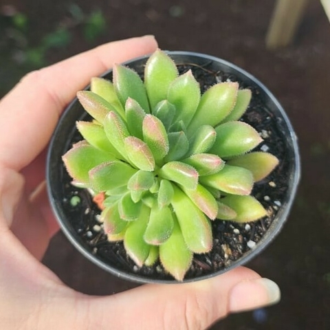 Echeveria Frida Kahlo