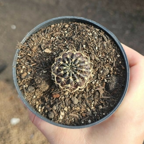Lobivia Tiegeliana
