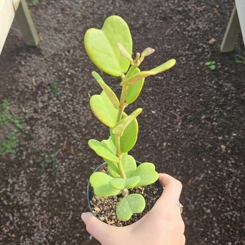 Hoya Kerrii