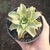 Echeveria Madiba Com Caranculas