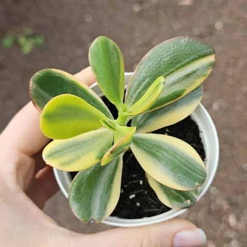 Crassula Jade Amarela Variegata