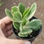 Crassula Jade Branca Variegata