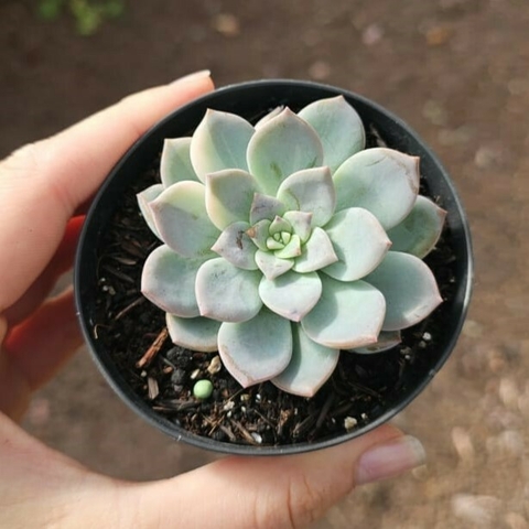 Graptoveria Milk Way Variegata
