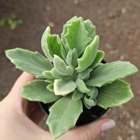 Kalanchoe Variegata