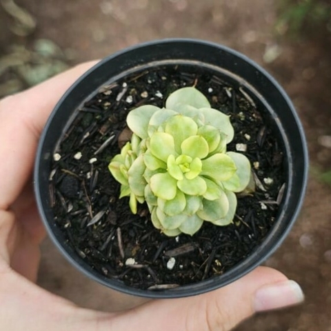 Sedeveria Rolly Variegata