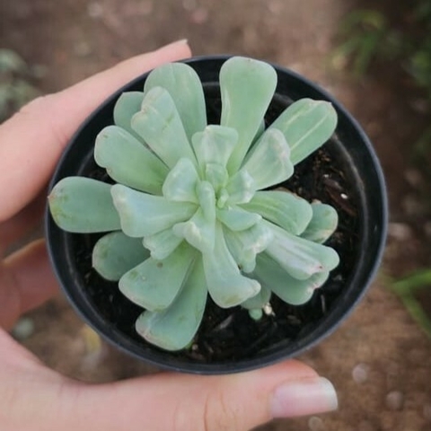 Pachyveria Albocarinata Variegata