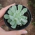 Pachyveria Albocarinata Variegata