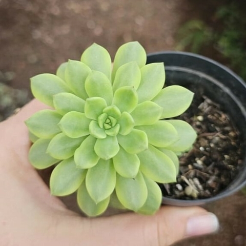 Sedeveria Maialen Variegata