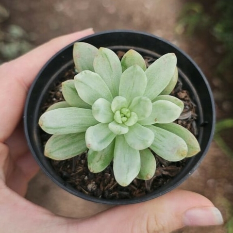 Sedum Alice Evans Variegata