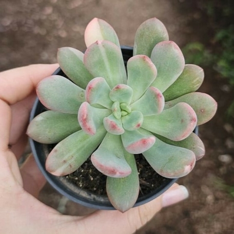 Graptoveria Torres Variegata