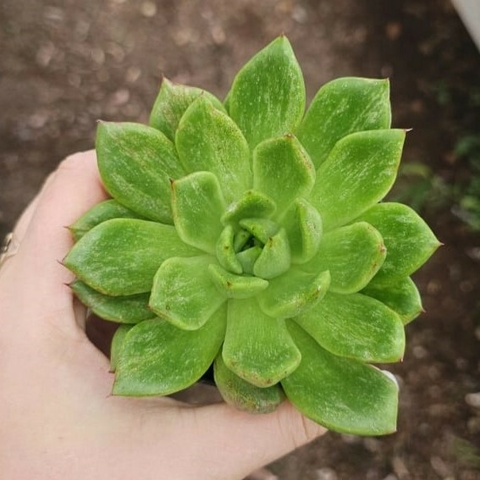 Echeveria Sem ID Variegata
