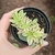 Crassula Volkensii Variegata