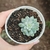 Echeveria Blue Apple Variegata