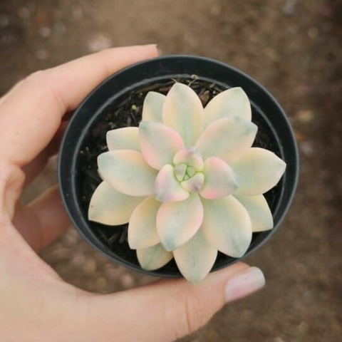 Graptoveria Victor Kane Variegata