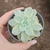 Graptoveria Fantome Variegata
