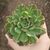 Echeveria Green Rose Variegata