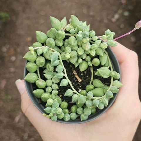 Colar de Azeitona Variegata