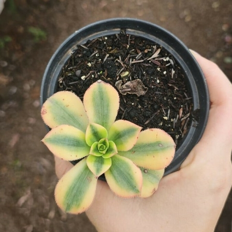 Aeonium Variegata