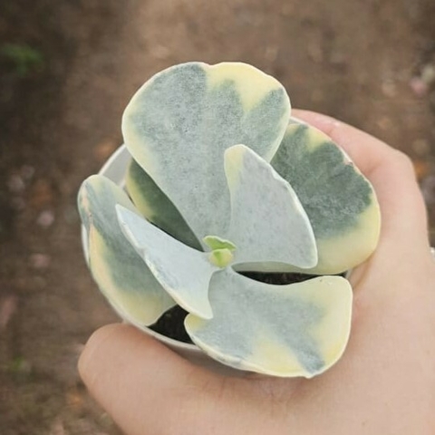 Cotyledon Undulata Variegata