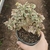 Aeonium Sunburst Variegata Cristata