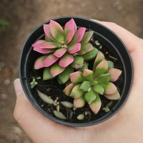 Anacampseros Rufescens Variegata