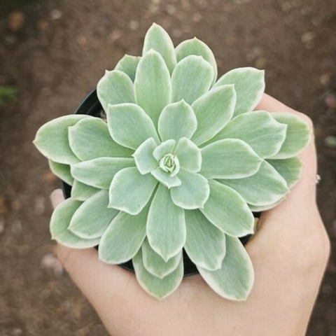 Echeveria Lemon Rose Variegata