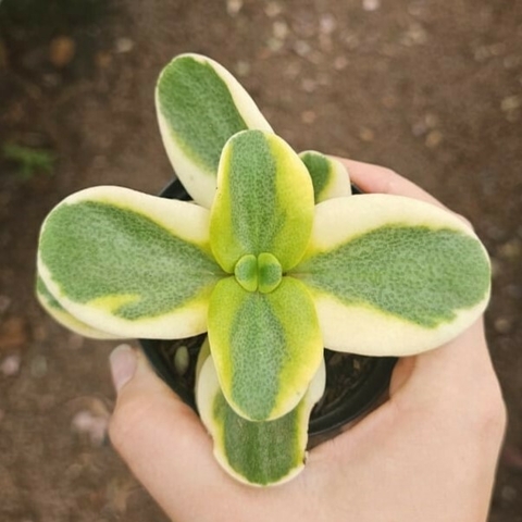 Crassula Multicava Variegata
