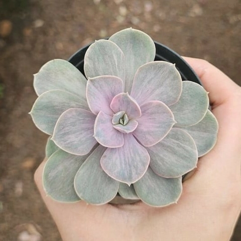 Echeveria Silk Veil Variegata