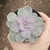 Echeveria Silk Veil Variegata