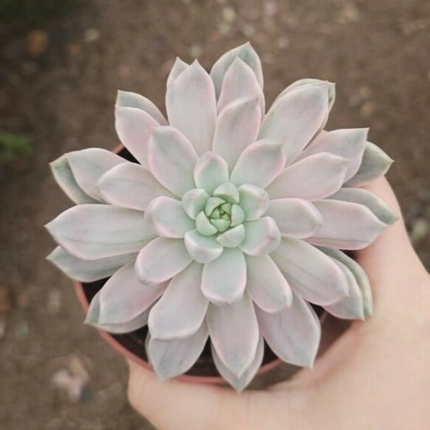 Echeveria Scarlet Variegata