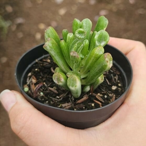 Orelha de Shrek Variegata