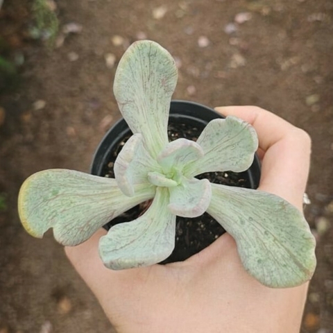 Echeveria Jocelyn's Joy Variegata