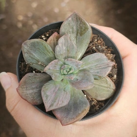Echeveria Albert Baynes Monstro-Variegata